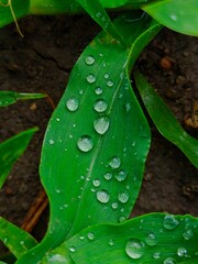 rain drops on a leaf