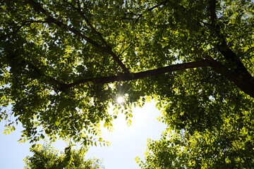 Fototapeta premium rays of sunlight entering between the branches of some trees in the forest.