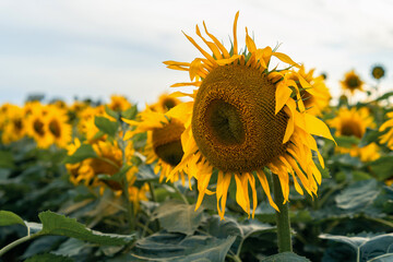 Sunflower plantation at golden hour