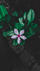 flower in the garden