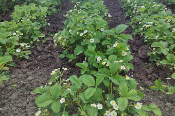 Beds with blooming strawberry bushes in the vegetable garden