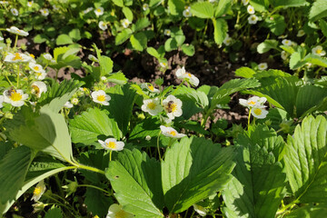 Bee on blossoming strawberries bushes in a vegetable garden