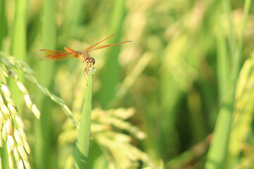 dragonfly on a green plant background.