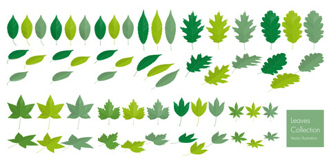 Set of green leaves collection. Vector illustration.