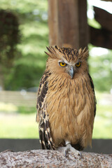 The Buffy Fish Owl also known as the Bubo Ketupu is a fish-eating owl. It has cream-brown fur with black spot details and ear tufts pointing horizontally above his eyes, giving it a sinister look.