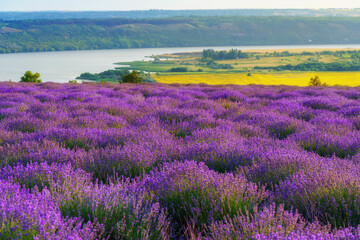 a lavender field blooms on a hill, a river and a forest in the distance, the sunset shines yellow in the sky, a beautiful summer landscape