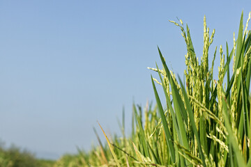 rice in a field with a blue sky background.