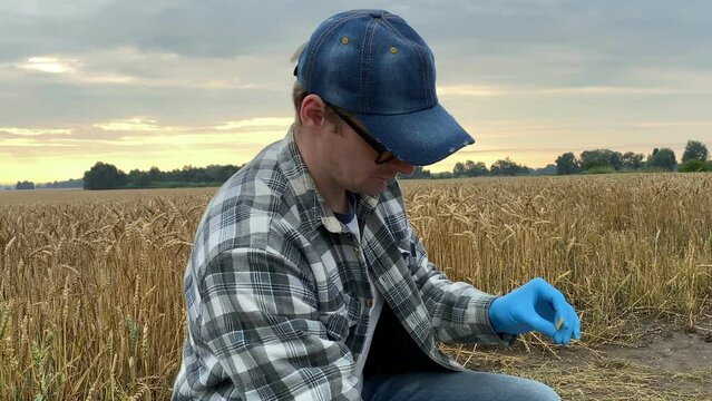 Closeup of agronomy scientist conducting soil acidity test by taking pH litmus paper, dipping in glass beaker with sample, checking with control card at agricultural grain field in rays of summer dawn