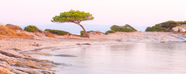 Pine tree, Karidi beach, Vourvourou, Greece banner