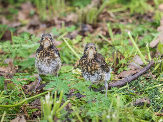 Two fieldfare chicks, Turdus pilaris, have left the nest and are sitting on the spring lawn. Fieldfare chicks sit on the ground and wait for food from its parents.