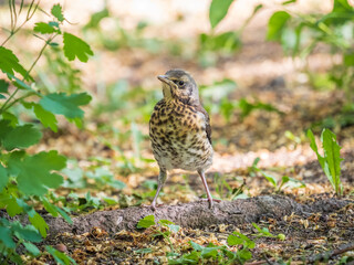 A fieldfare chick, Turdus pilaris, has left the nest and sitting on the spring lawn. A fieldfare...