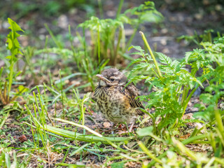 A Redwing chick, Turdus iliacus,, has left the nest and sitting on the spring lawn. A Redwing chick, a bird in the thrush family, sits on the ground and waits for food from its parents.