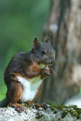 eichhörnchen, tier, nager, wild lebende tiere, hübsch, natur, grau, baum, wild, nuss, braun, essen