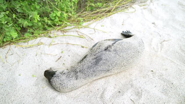 Galapagos Sea Lion Rolling Around To Cover Itself In Sand On Playa Punta Beach At San Cristobal Island In The Galapagos