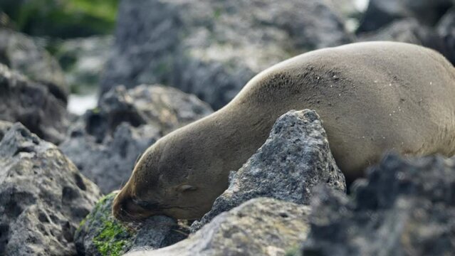 Galapagos Sea Lion Resting On Lava Rocks On Playa Punta Beach. Slow Motion