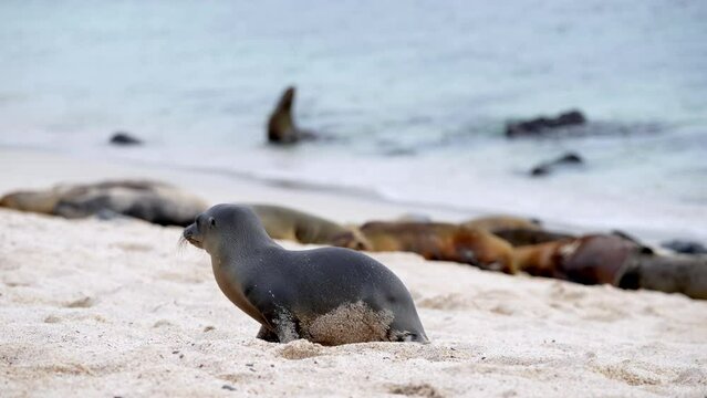 Young Galapagos Sea Lion Pup Walking Along Playa Punta Beach. Slow Motion With Bokeh Background