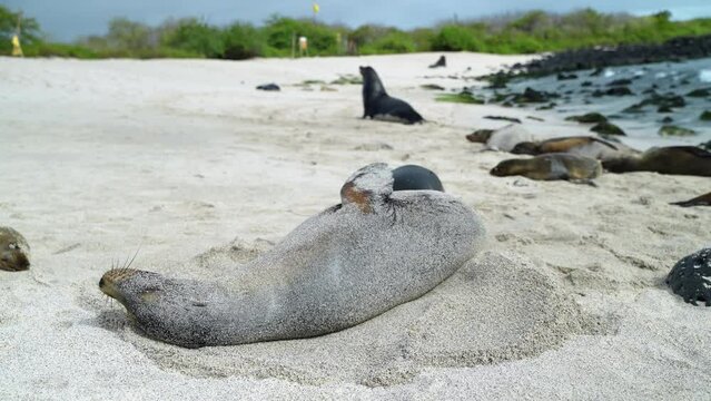 Galapagos Sea Lion Rolling Around To Cover Itself In Sand On Playa Punta Beach At San Cristobal Island In The Galapagos. Slow Motion