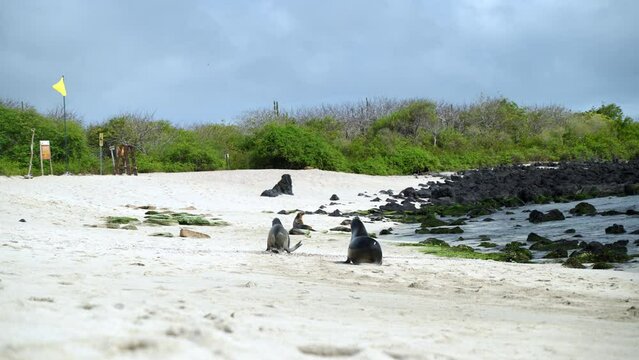Pair Of Galapagos Sea Lions Walking Along Playa Punta Beach In The Distance. Slow Motion