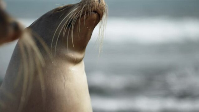 Galapagos sea lion turning head side to side with eyes closed basking in sun on Playa Punta Beach At San Cristobal Island In The Galapagos