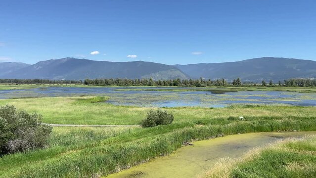 Scenic view of swamp near Creston, Canada