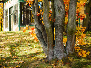 maple tree trunk and cottage on background in a park, close up view in autumn season, natural colors background