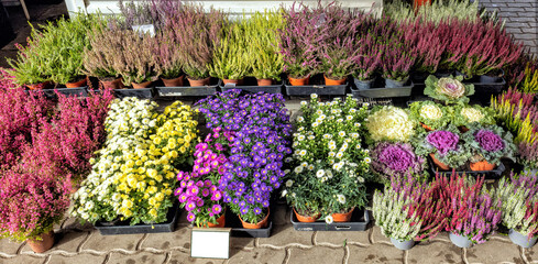 heather and flower seedlings of various varieties are sold at the market