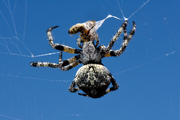 Gehörnte Kreuzspinne // Angular Orbweaver (Araneus angulatus)