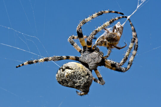 Angular Orbweaver // Geh&ouml;rnte Kreuzspinne (Araneus angulatus)