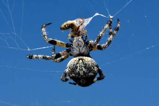 Geh&ouml;rnte Kreuzspinne // Angular Orbweaver (Araneus angulatus)