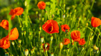 bright red poppy flowers on the background of green grass in the field