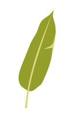 Stromanthe leaf. Vector illustration isolated on a white