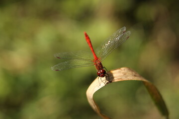 Red strecosis on the grass stumps. Macro photography. Magnified image of an insect against a...