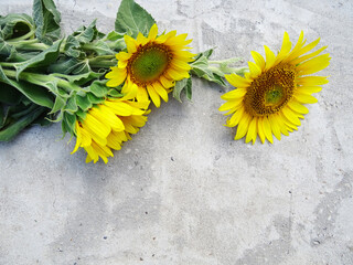 Yellow fresh sunflowers on a gray concrete background, bright background for greetings