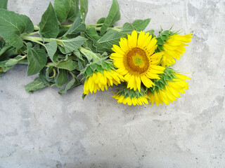 Yellow fresh sunflowers on a gray concrete background, bright background for greetings