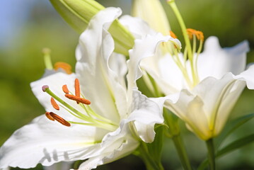 Fototapeta na wymiar White lily flower in the garden in the summer