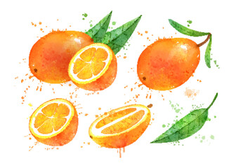 Watercolor vector illustration of Kumquat fruit
