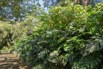 Green vegetation in the rainy season in Costa Rica.