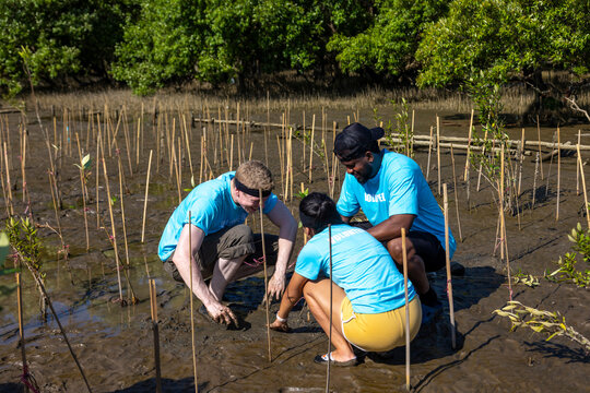 Team Of Young And Diversity Volunteer Worker Group Enjoy Charitable Social Work Outdoor In Mangrove Planting NGO Work For Fighting Climate Change And Global Warming In Coastline Habitat Project