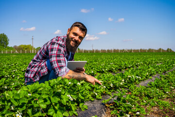 Farmer is examining the progress of crops in his strawberry field.