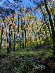 Obraz premium autumn forest in the morning