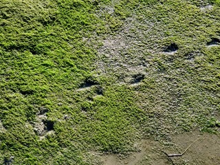 Footprints in mud