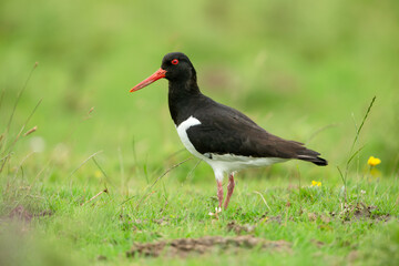 Close up of an Oystercatcher with bright orange beak and eye,  facing left in Summer meadow, Yorkshire Dales UK.  Scientific name: Haematopus ostralegus.  Clean background.  Copy space.