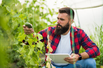 Farmer examining plants and dry leafs in cucumber organic greenhouse. Garden devastated by drought.