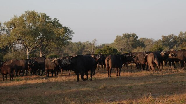 Herd of African buffalo in golden light