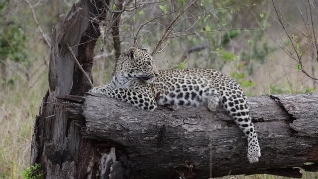 Leopard cub resting on a dead tree