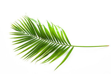 Fototapeta premium tropical palm leaf background, coconut palm trees perspective view.