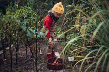Fototapeta premium Little girl harvesting bio tomatoes in her basket in family greenhouse.