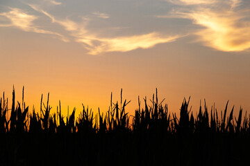 Corn field on a sunset.