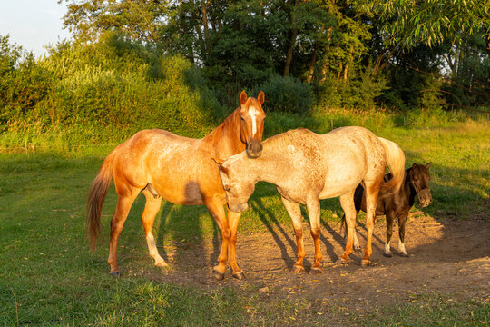 Horses walking in a field at sunset.