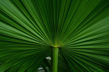 abstract green palm leaf texture, nature background, tropical leaf